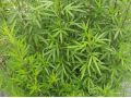 Artemisia argyi - pelyněk čínský