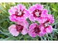 Dianthus 