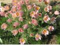 Pulsatilla vulgaris 