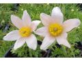 Pulsatilla vulgaris 