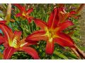 Hemerocallis 