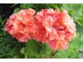 Pelargonium zonale 
