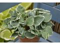 Hosta 