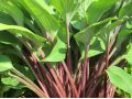 Hosta 