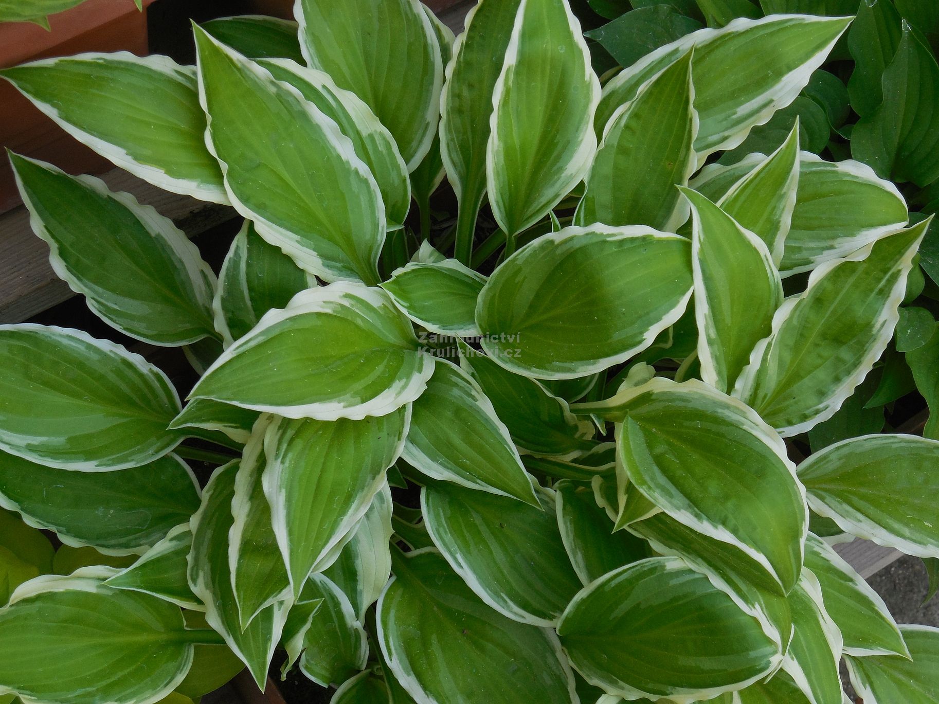 Hosta " Antioch " - bohyška Zahradnictví Krulichovi - zahradnictví ...