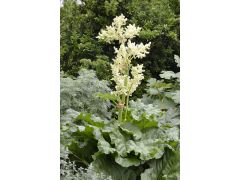 Rheum rhabarbarum 