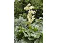 Rheum rhabarbarum 