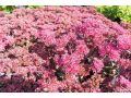 Sedum  Sunsparkler® ' Dazzleberry ' - rozchodník