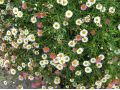 Erigeron karvinskianus - turan Karvinského