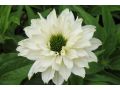 Echinacea  