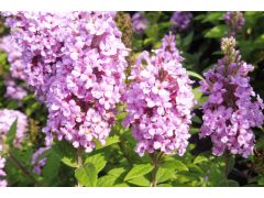 Buddleja davidii  