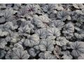 Heuchera 