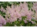 Astilbe x arendsii 