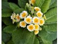 Primula veris 