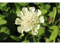 Scabiosa ochroleuca - hlaváč žlutavý