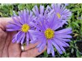 Aster amellus 