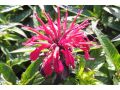 Monarda Sugar Buzz® 