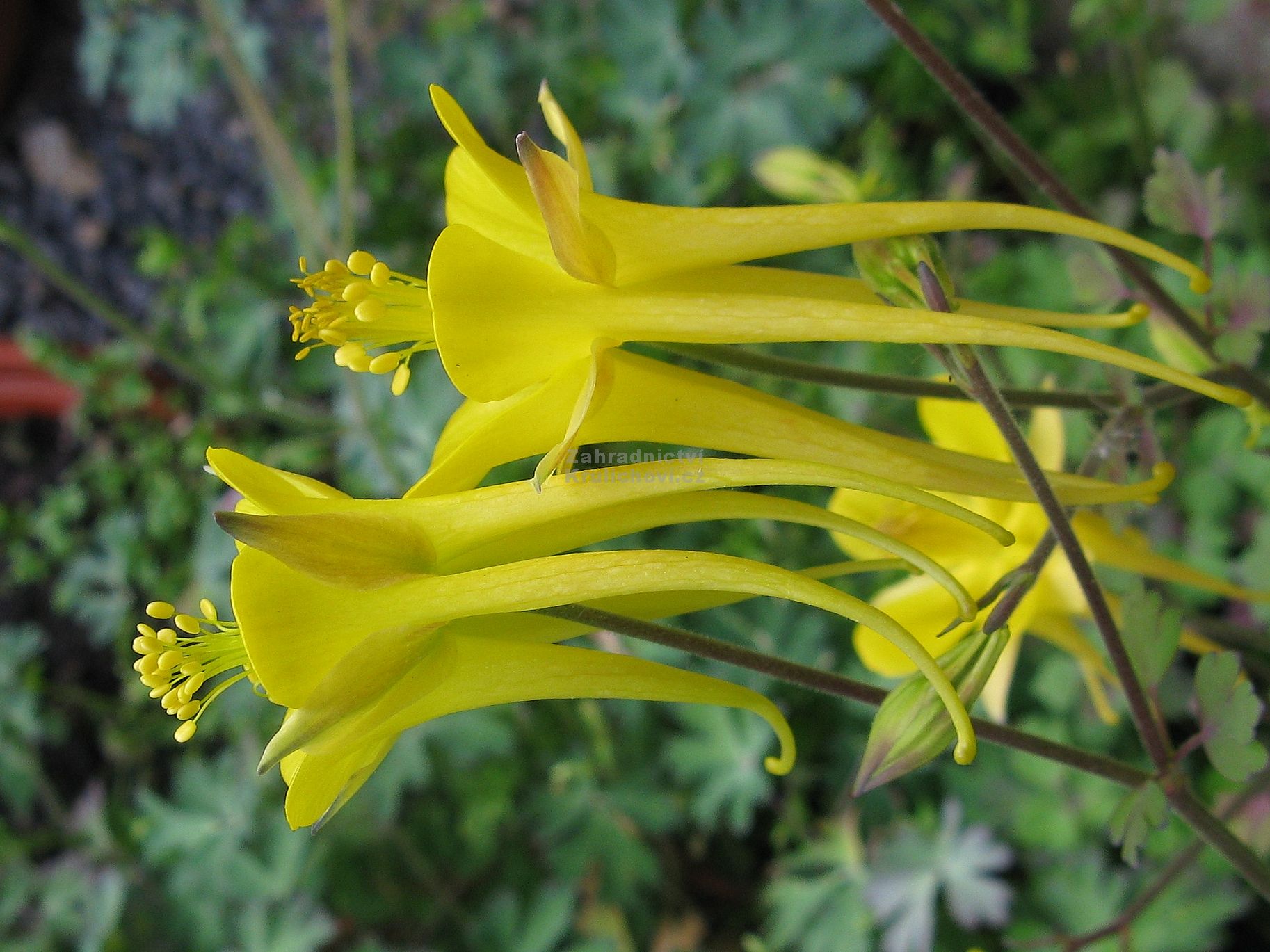 Aquilegia chrysantha