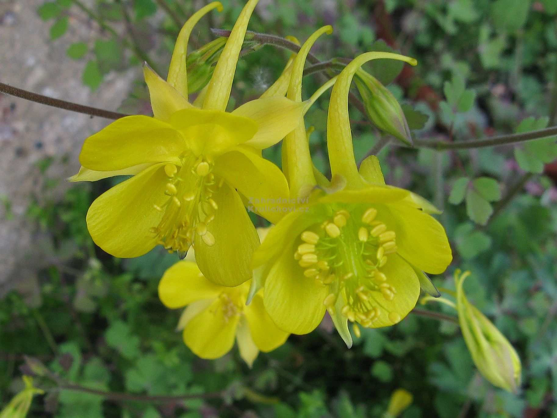 Aquilegia chrysantha