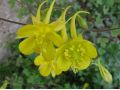 Aquilegia chrysantha  