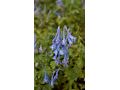 Corydalis calycosa - dymnivka