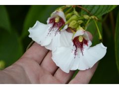 Impatiens tinctoria - balzamína, netýkavka značka 