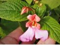 Impatiens flanaganae - balzamína, netýkavka