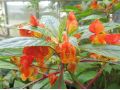 Impatiens auricoma x bicaudata - balzamína, netýkavka, oranžový 