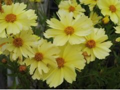 Coreopsis 