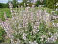 Nepeta racemosa 