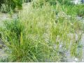 Deschampsia caespitosa 