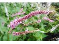 Persicaria amplexicaulis 