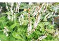 Persicaria amplexicaulis 