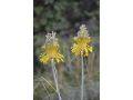 Allium flavum - česnek žlutý
