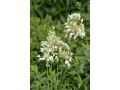 Allium carinatum ssp. pulchellum f. album - česnek kýlnatý bělokvětý