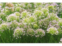 Allium senescens 