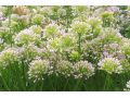 Allium senescens 