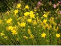 Hypericum olympicum - třezalka olympská