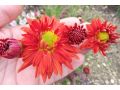 Chrysanthemum ( Dendranthema ) 