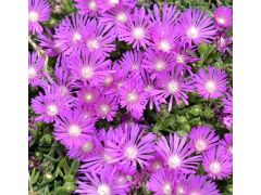 Delosperma lavisiae - delosperma, kosmatec značka NH. - zahradnictví