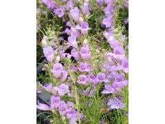 Penstemon crandallii subsp. glabrescens - dračík značka NH. - zahradnictví