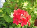 Pelargonium 