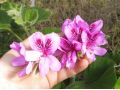 Pelargonium cucullatum - muškát, přírodní druh