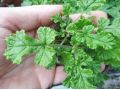 Pelargonium 