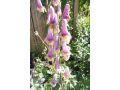 Aconitum 