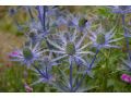 Eryngium x zabelii 