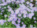 Aster x frikartii 