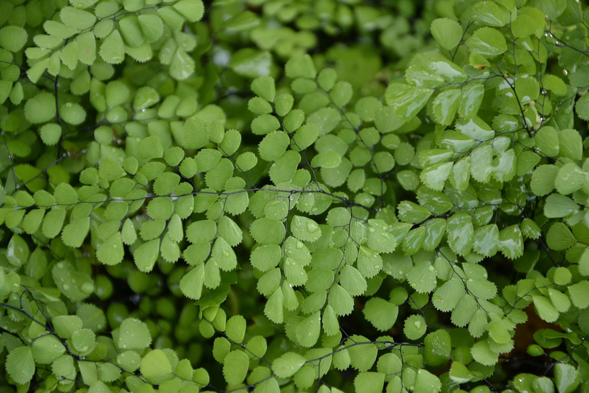 Adiantum venustum - netík spanilý Zahradnictví Krulichovi ...