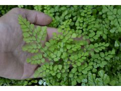Adiantum venustum - netík spanilý značka zahradnictví