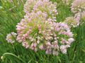 Allium 